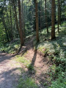 Neue Variante am Ende von Sektion A des Pyhra Trails - man sieht ein Stück Mountainbike Strecke im lichten Mischwald