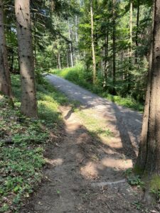 Neue Variante am Ende von Sektion A des Pyhra Trails - ein Stück Mountainbike-Strecke, das auf eine Forststraße leitet, im lichten Mischwald